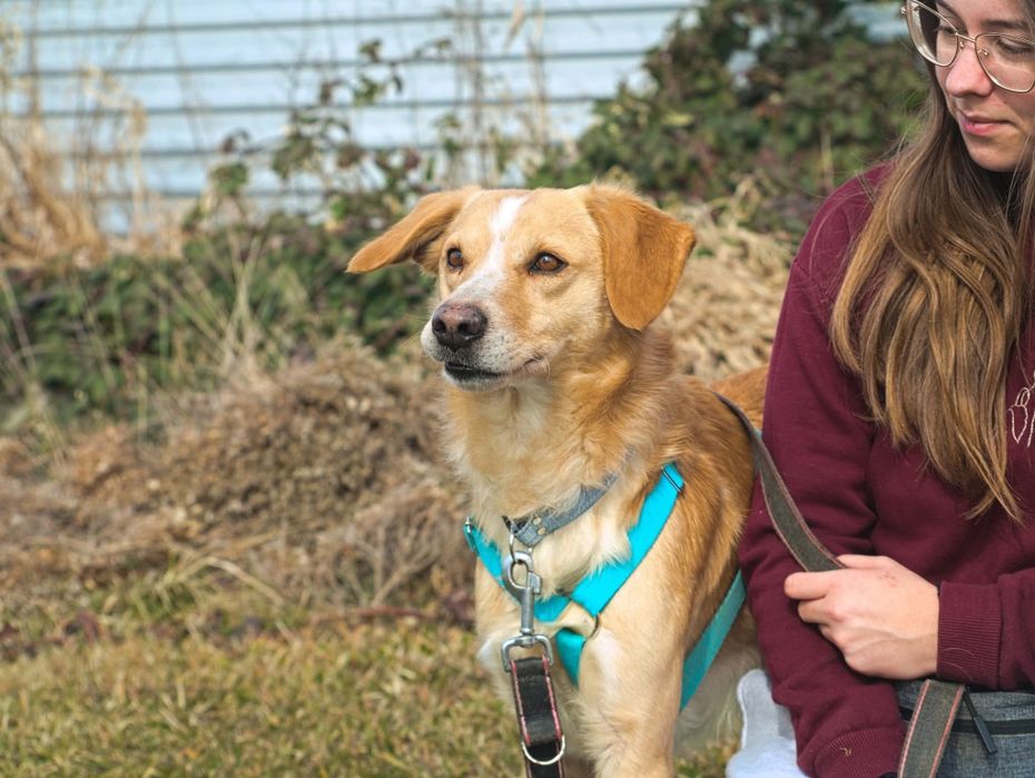 Beżowy pies pilnie szuka domu