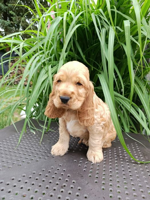Cocker Spaniel Angielski