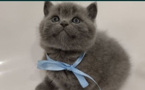 Шотландські кошенята 1,5 місяця