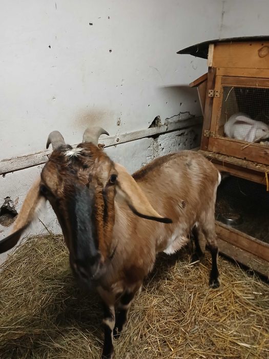Sprzedam kozę do zakocenia