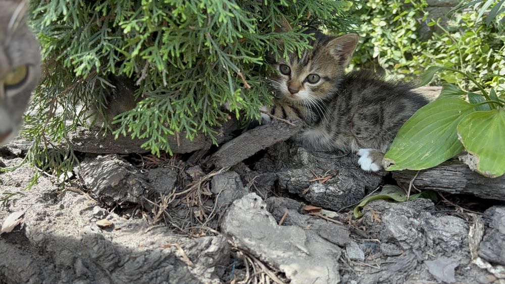 Кошеня шукає дім