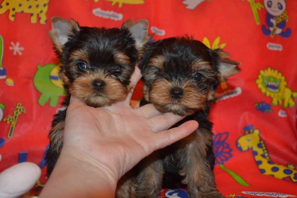 Дві дівчинки красунечки!