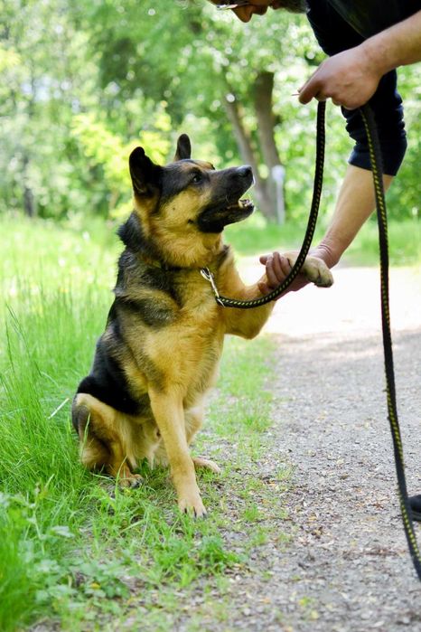 Piękny Azot czeka na dom