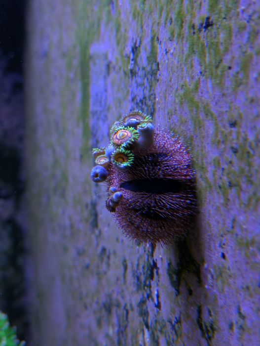 Ouriço Mespilia Globulus