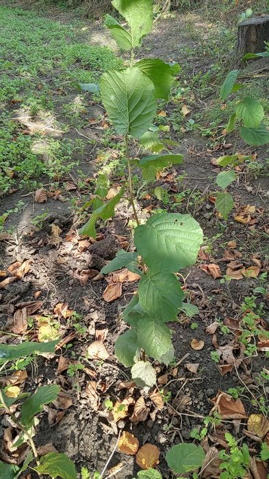 Саженцы лещины лесной