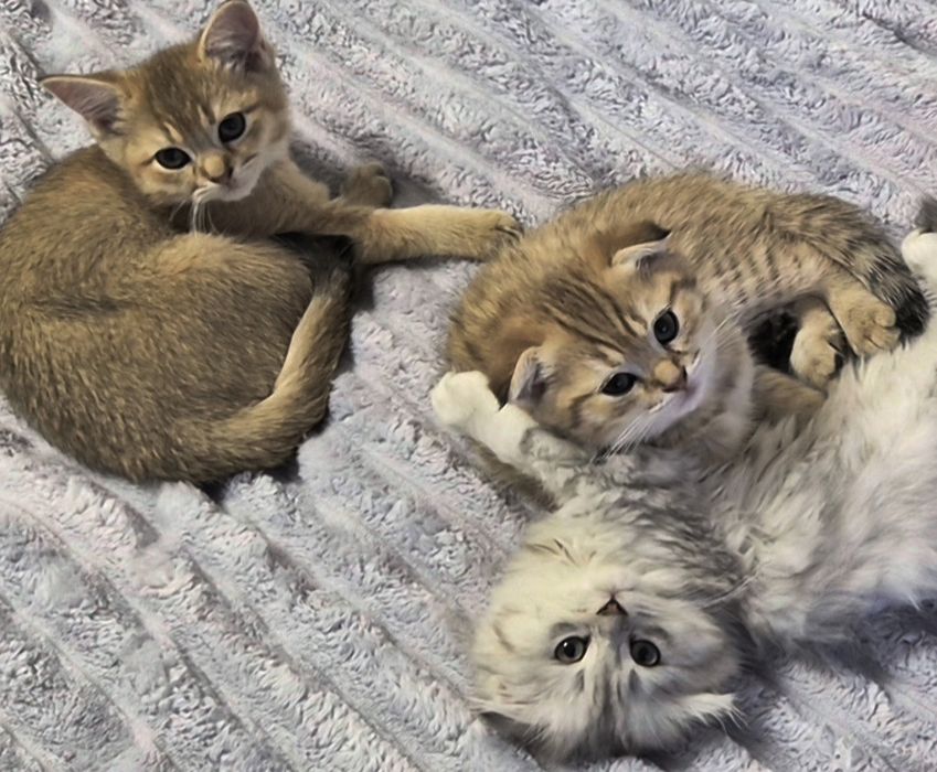 Вислоухая, вислоухий,  шотландцы, котёнок, кошечка