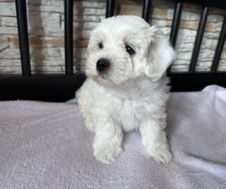 Maltańczyk szczeniaczek