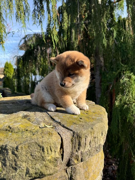 shiba – Psy – szczeniaki, dorosłe OLX Zwierzęta