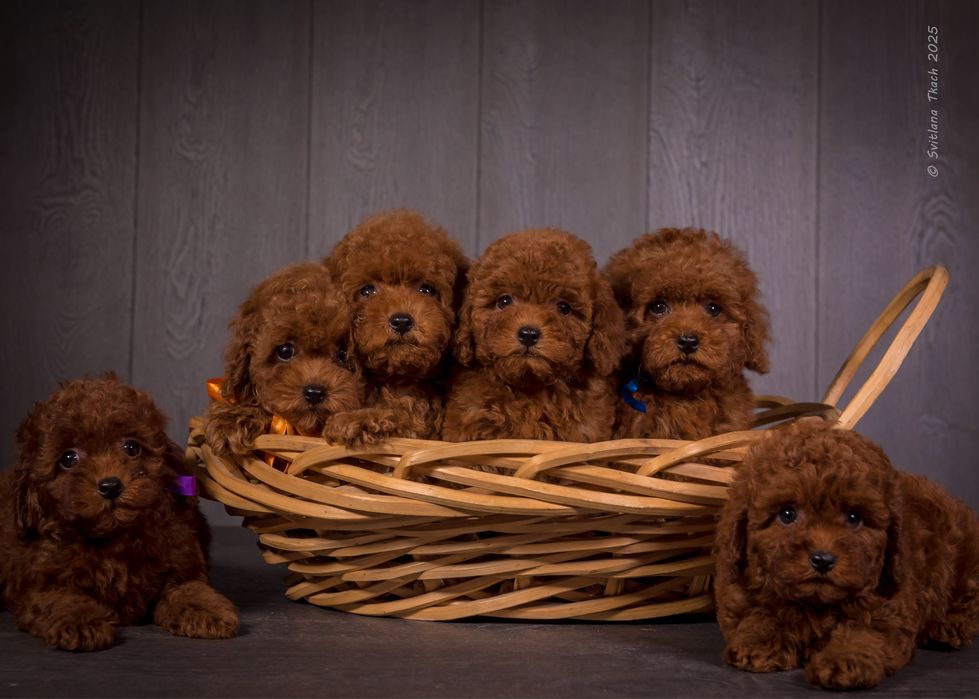 Цуценята той пуделя КСУ