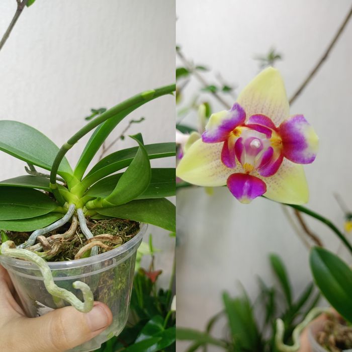 Домашня квітуча орхідея метелик, рожевий антуріум, драцена Лемон