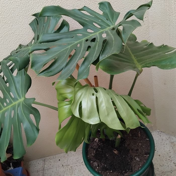 Planta natural, costela de Adão