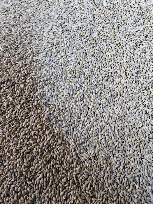 Продам  ярий ячмінь