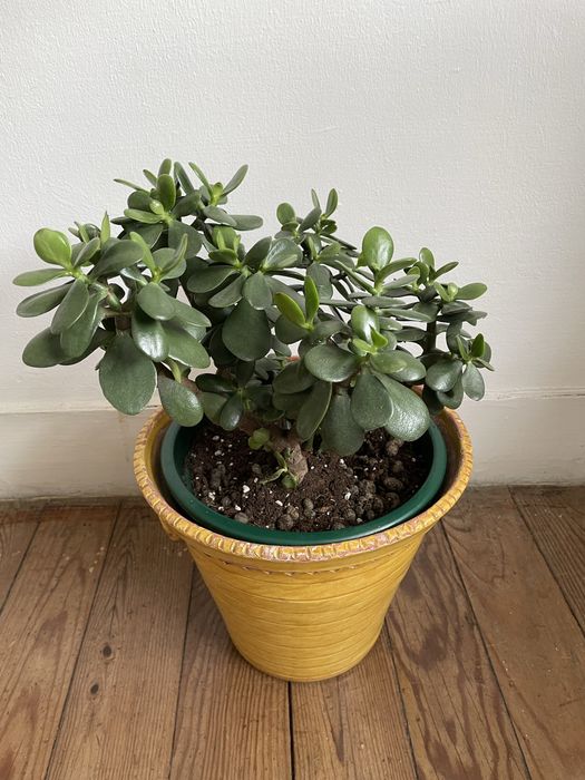 Planta natural com vaso