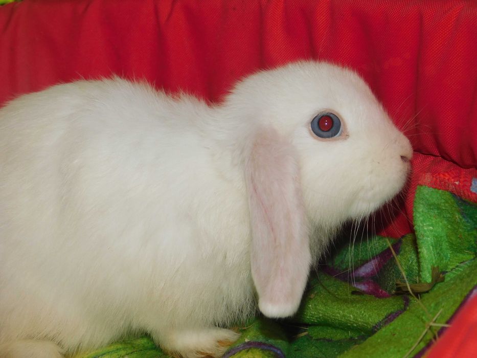Niebieskie baranki mini lop