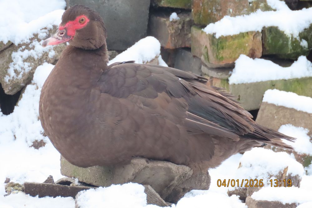 Мускусні качки німецької лінії