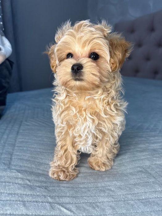 Пухнастий мальтипу для родини