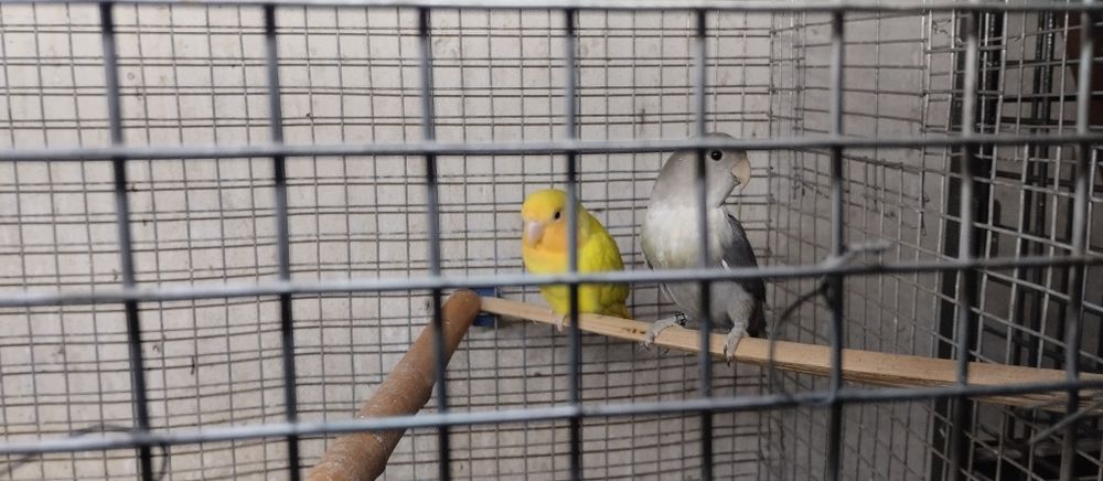 Agapornis roseicollis