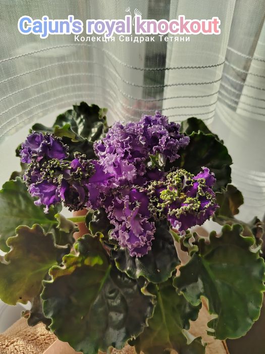 Фіалки сортові ,дітки фіалок ,вкорінені листочки ,свіжозрізані листочк