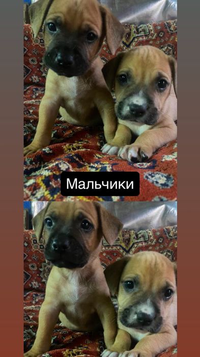 Щенки ,переводняк от Стаффорда,возможна доставка по Украине детали в описании