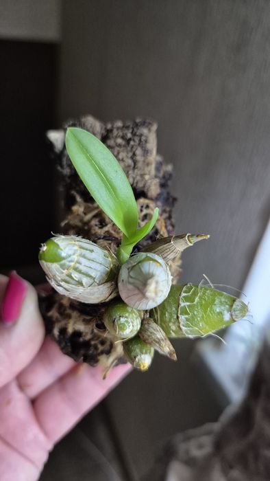 Орхидея Dendrobium delacourii-750;дендр.Берри Ода-250гр.