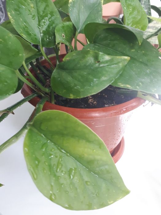 Ліана Сциндапсус або Епіпремнум