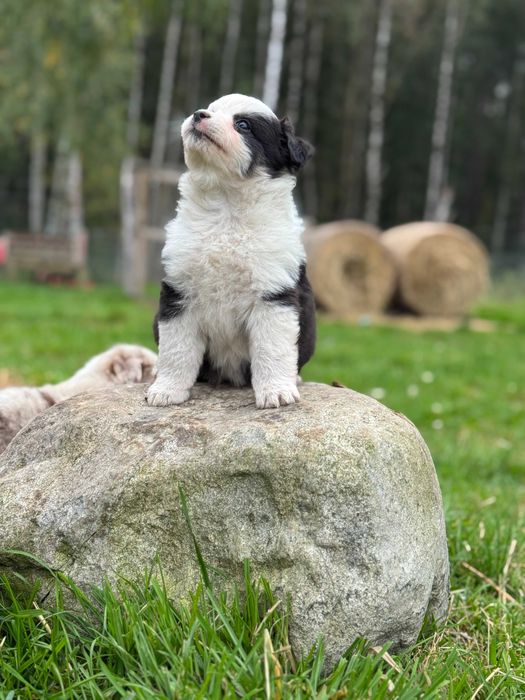 Miniaturowy Owczarek Amerykański