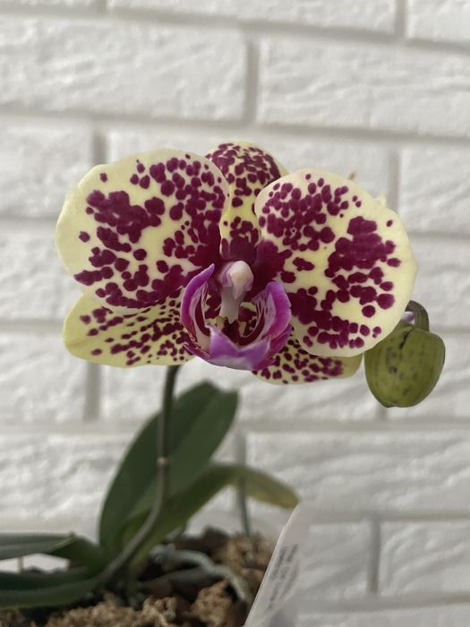 Орхідея Луна Роса метелик