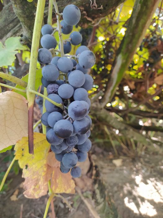Sprzedam winogron