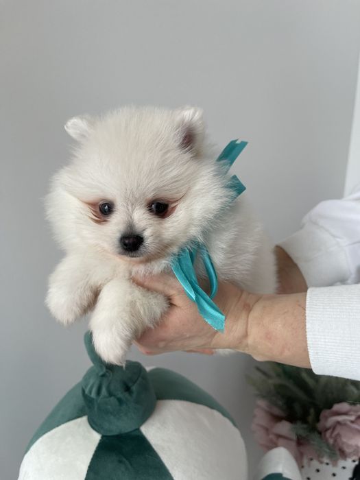 Обіймай і не відпускай  чарівні Померанські шпіци тут!