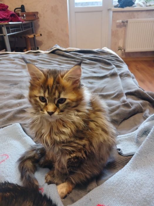 Кішечка Мейн-кун