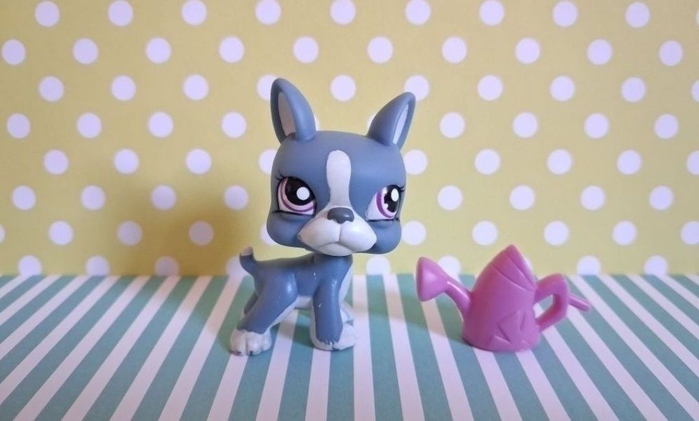 Littlest Pet Shop LPS unikatowy pies Boston Terrier #1025