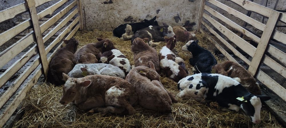 Продам 7-14-21-30 дневных бычков