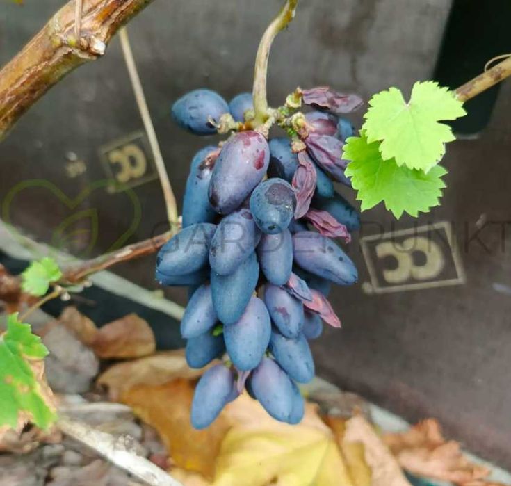 Winorośl winogrono bezpestkowe Ukraińskie