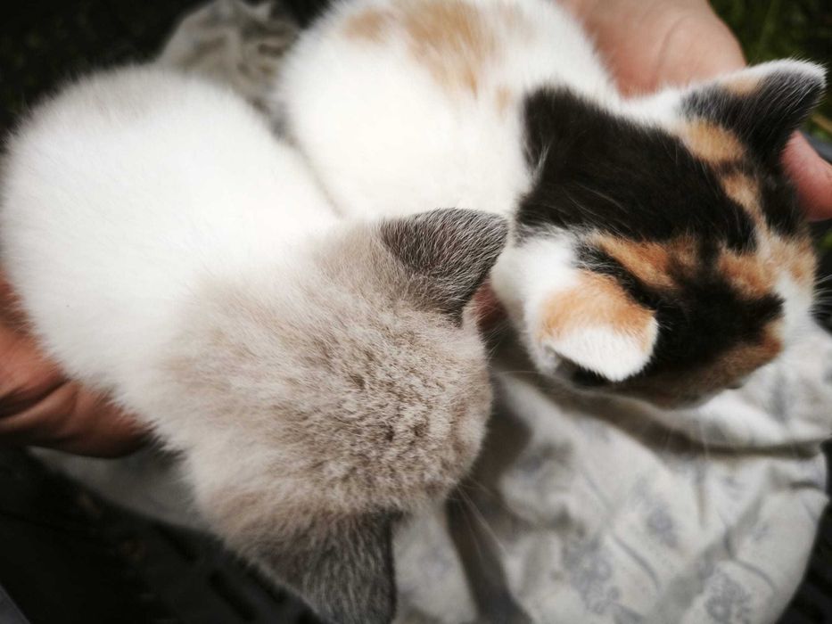 Gatinha bebé fêmeas para adoção
