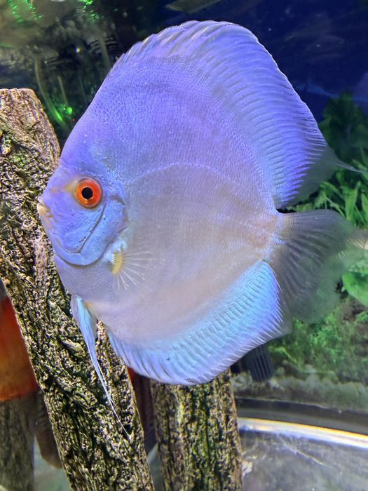Peixe Discu blue diamond c/olho vermelho