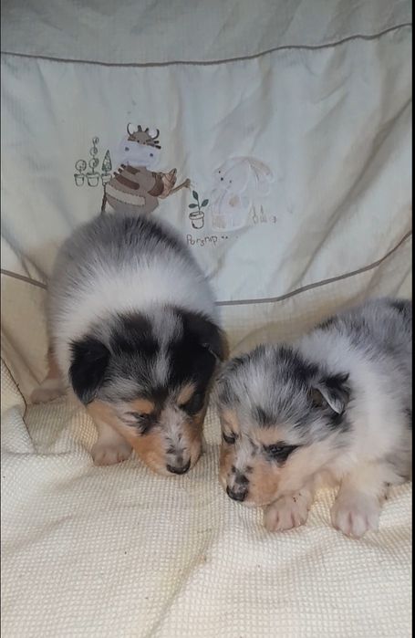 Колли мальчик и девочка
