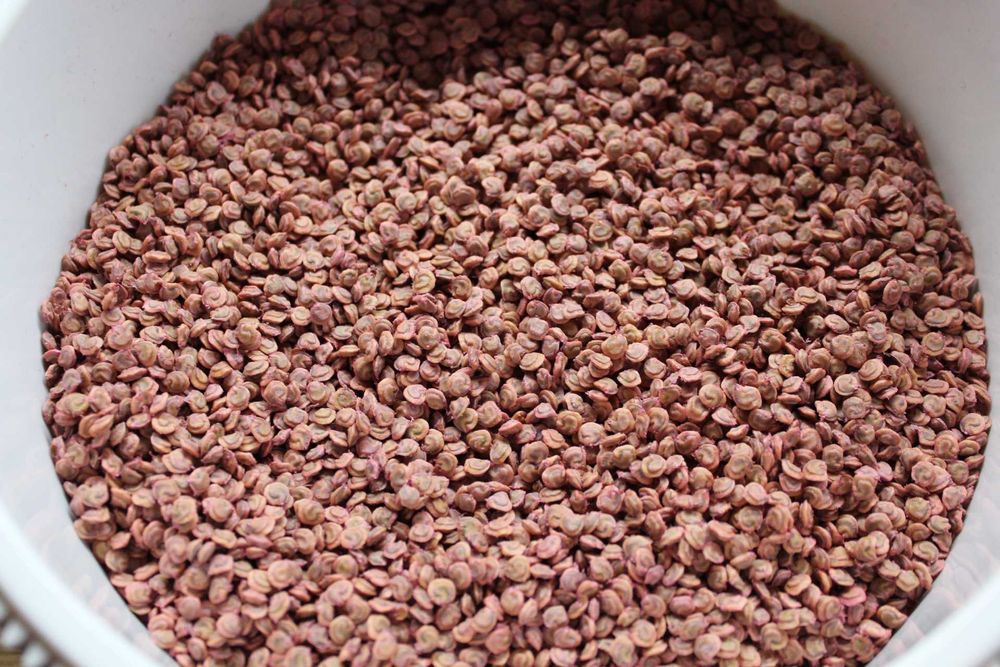 Nasiona opuncji figowej