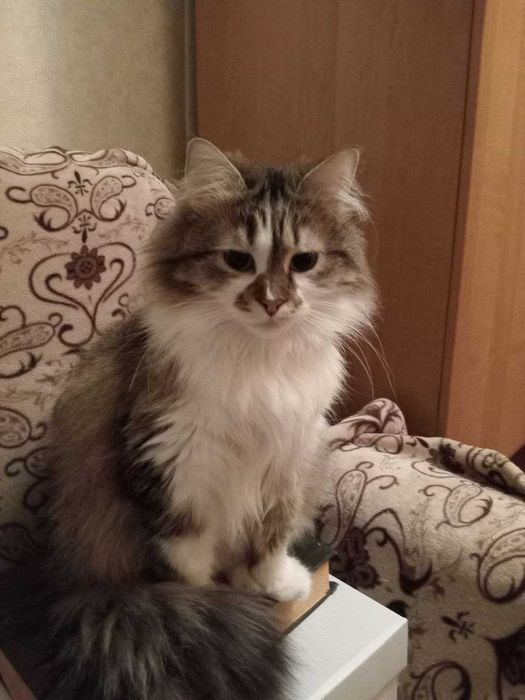 Кішка в добрі руки