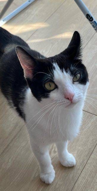 Kira - kotka do adopcji!