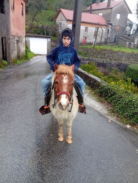 Vende-se pônei 6 anos ou troco