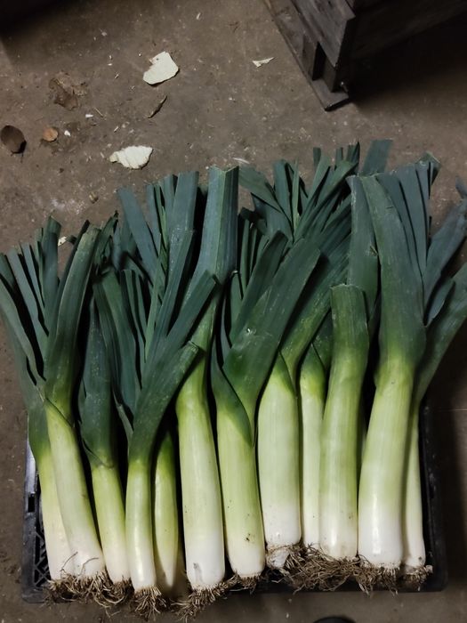 Pory odmiana holenderska