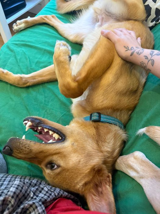 Cão jovem para adoção responsável