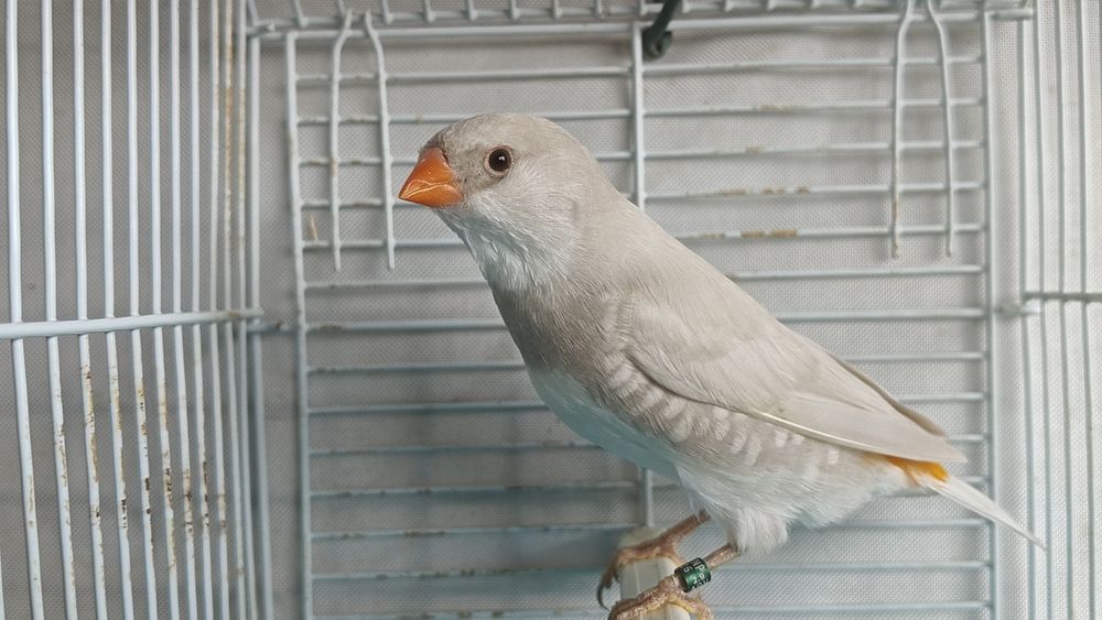 Diamantes sparrow