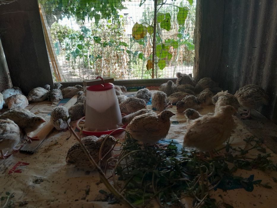 Coordonizes a por ovos