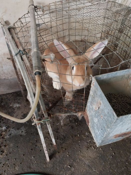 Vendo coelhos caseiros