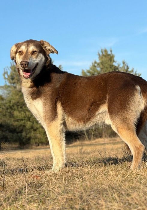 Piękny duży Bruno do adopcji