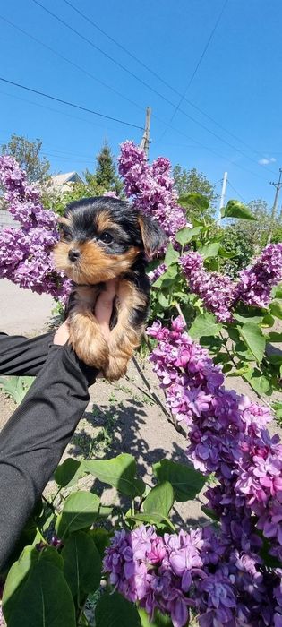 Дуже Гарної Якості Цуценята.