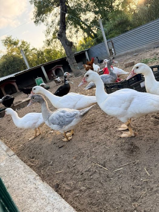 Patos e Galinhas