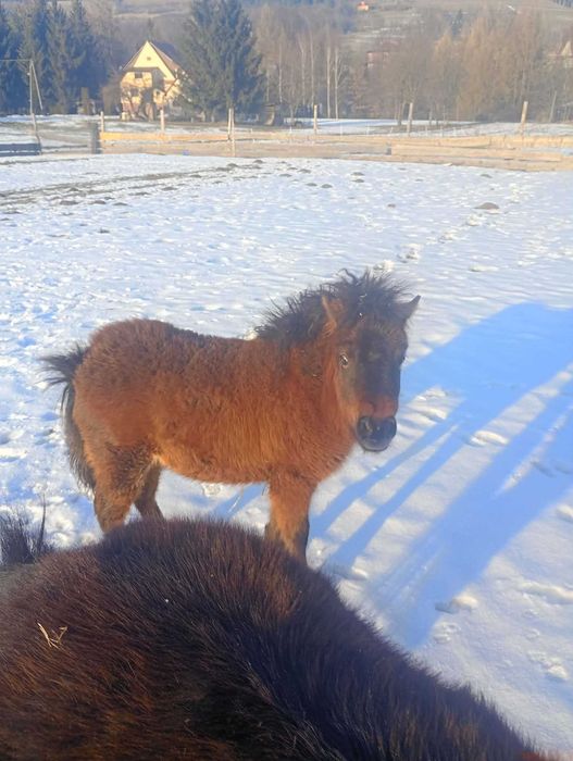 Klacz kucyk szatland