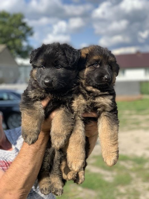 Owczarek niemiecki szczeniak piesek